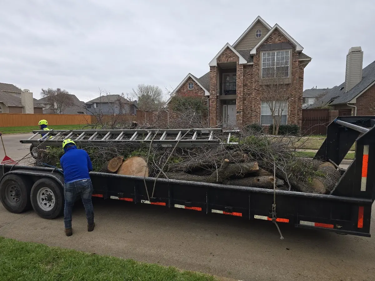 Expert Tree Removal with proper safety equipment in Modest Town